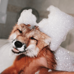 SillyFox Entertainments