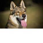 dogs doge group