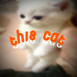 this cat