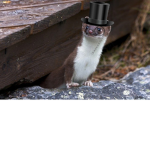 The P&P Weasels