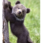 Baby Baby Bears