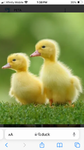 EPIK DUCK PRODUCTIONS