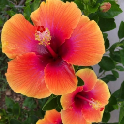 🌺