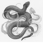 The Serpent Mafia Family