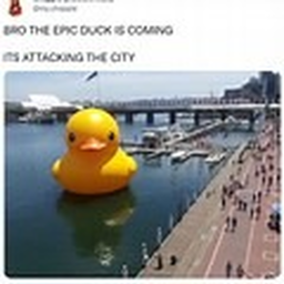 Duck obby
