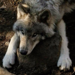 .!The wild huskys!.