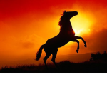 Sunset Riding Academy