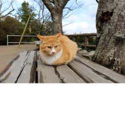Chill With Cats
