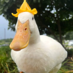 Funny Duck Game!