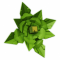 Grain Lily produce