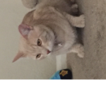 Cutiecat7708’s group