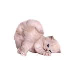 pawhugs