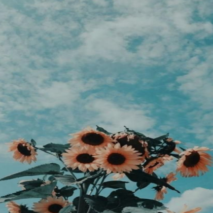 aesthetic wallpaper Roblox decal