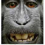 Epik monke area