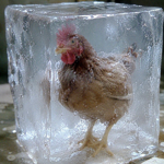 ColdKukki