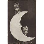 · moonlight kitties ·