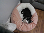 Kitty Cat Fan Group Yay