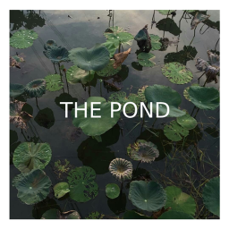 The pond.