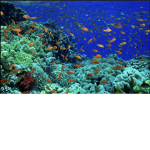 Ocean sea fun