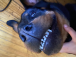 Ayoglizzy