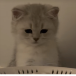 Cat rule I love cats