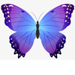 the butterflys :)
