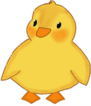 Duck groupie