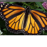 ~Fluttering Butterflies!~