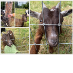 The Goofy Goats