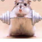 Hamster group WOW