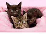 Cat_Wars