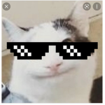 Beluga team cat forever