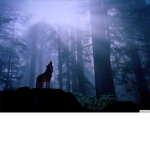 the offical wolves group