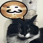 cats4everr