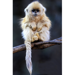 Obby from a very smart monke