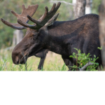 Daily Moose Squad