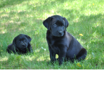 The black lab squad