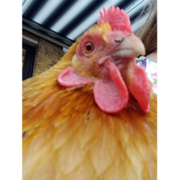 survive the chicken