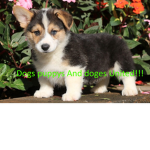 Dogs Puppys And Doges United!