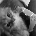 k1ttys kats
