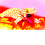 The Gecko Club!