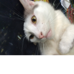 Super kitty cat group
