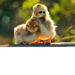 !Chicken Squad!