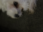 Zan_playz