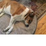 Wellcome to the dog fam