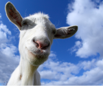 Llama Association