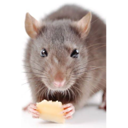 rat obby