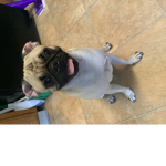 rolly the pug