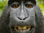 Monkey . Inc