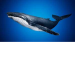 Whales United Group
